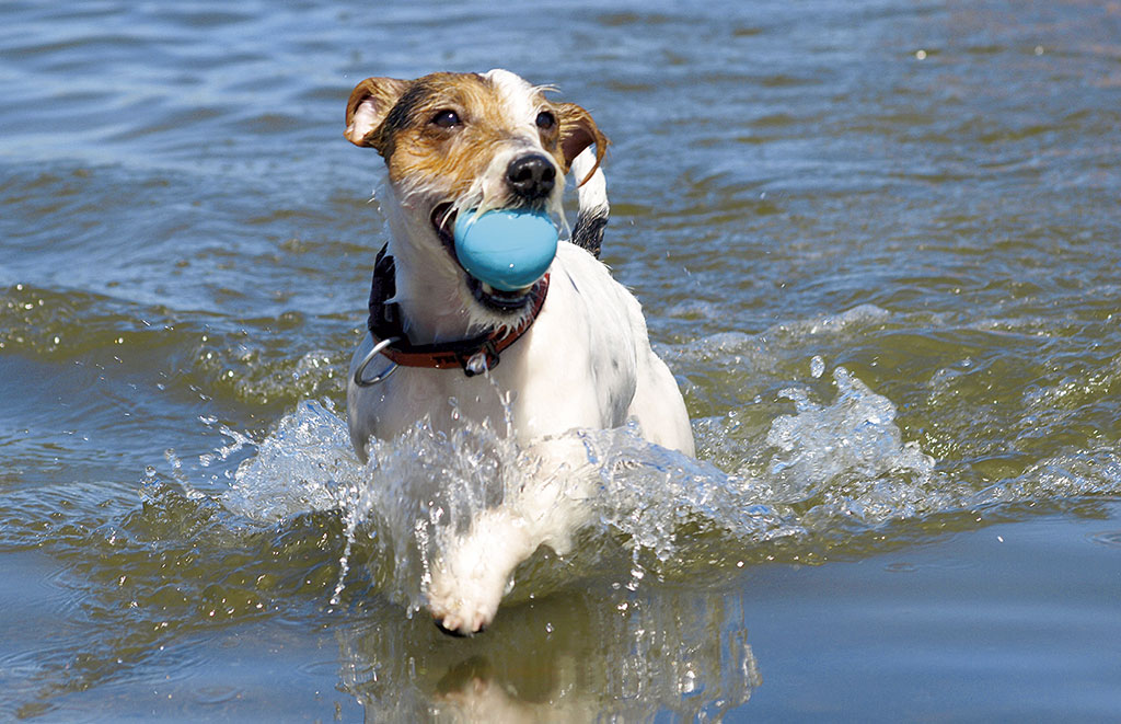 Ferienwohnung Dahme mit Hund Ferienwohnung Dahme mit Hund